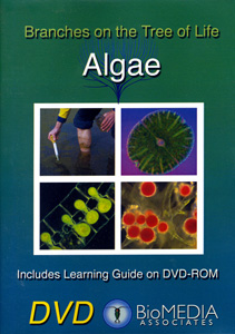 ALGAE