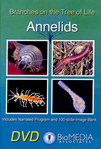 ANNELIDS