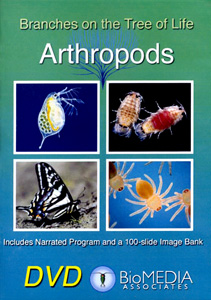 ARTHROPODS