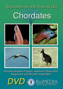 CHORDATES