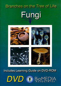 FUNGI