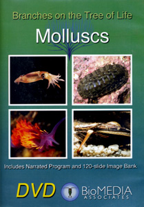 MOLLUSCS