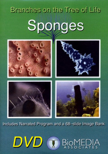 SPONGES
