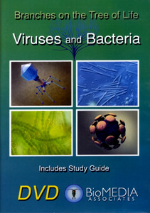 VIRUSES AND BACTERIA