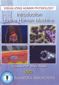 VISUALIZING HUMAN PHYSIOLOGY