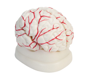 BRAIN MODEL