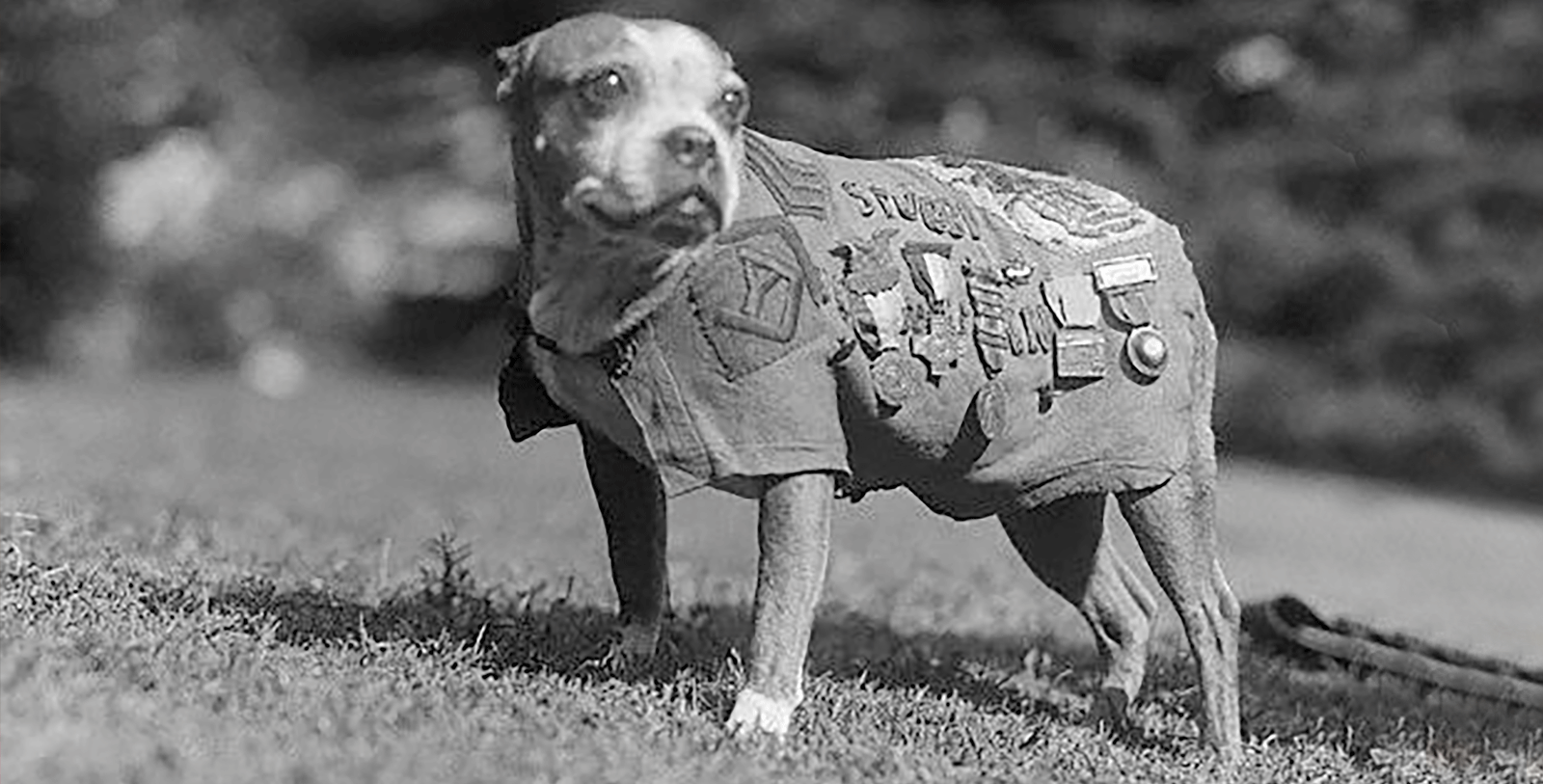 Stubby the dog is one of the stories that can make WW1 more memorable for students