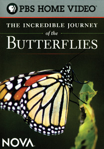 THE INCREDIBLE JOURNEY OF THE BUTTERFLIES