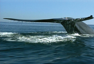 SEAS OF LIFE