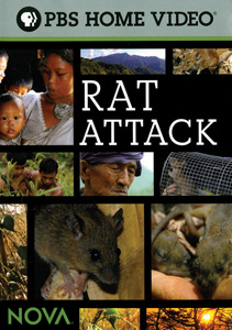 RAT ATTACK